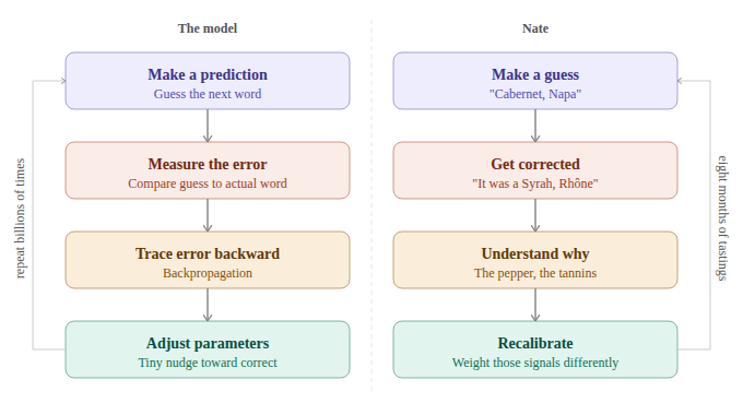 Neural network backpropagation loop simplified and compared to the process of learning wine.