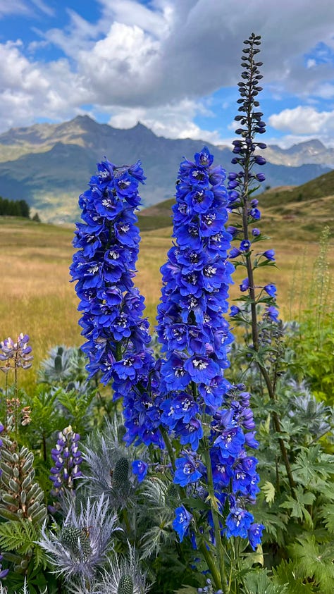 Madesimo mountains italy