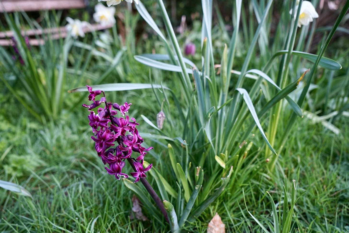 Hyacinth growing in long grass