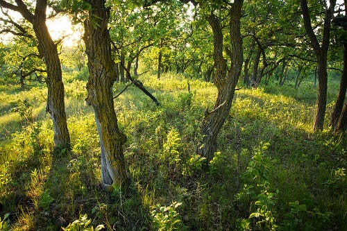Post 2: Oak Savanna | Saint Paul Minnesota