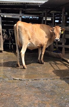 Strip away the vanity metrics of gross milk volume. We run a rigorous, data-driven cost-benefit analysis on Friesian, Holstein, Jersey, Ayrshire, Guernsey, & Sahiwal breeds