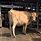 Strip away the vanity metrics of gross milk volume. We run a rigorous, data-driven cost-benefit analysis on Friesian, Holstein, Jersey, Ayrshire, Guernsey, & Sahiwal breeds