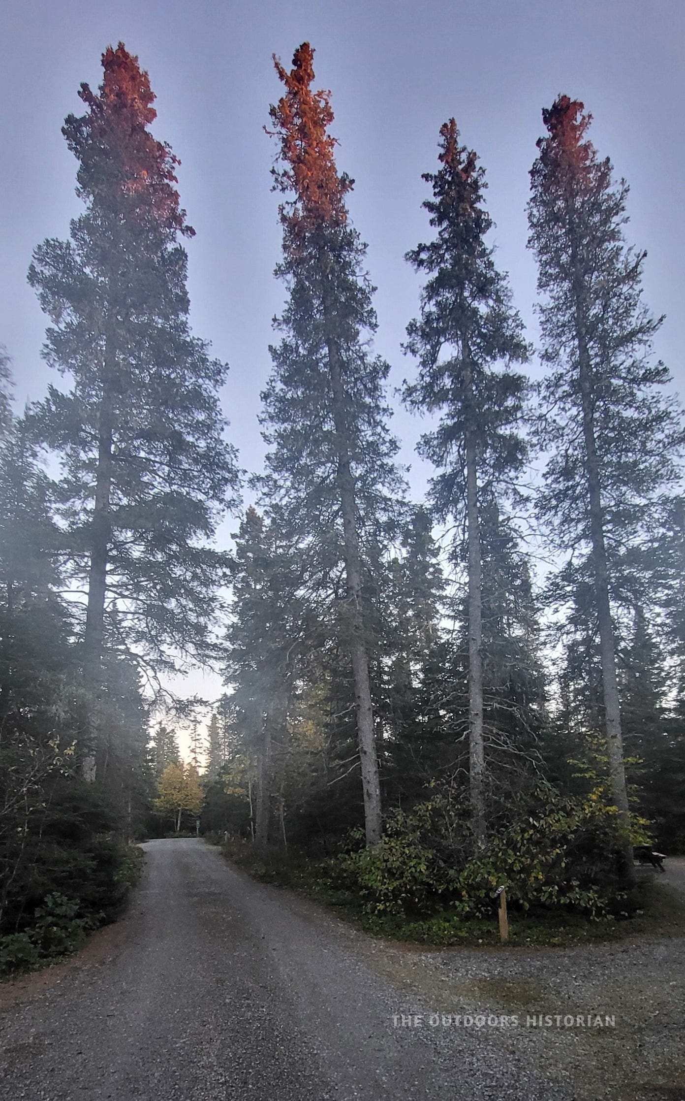 A gravel campground road at dusk. Four tall, silhouetted black spruce trees stand starkly against a fading, dim evening sky, conveying a sense of deep quiet.