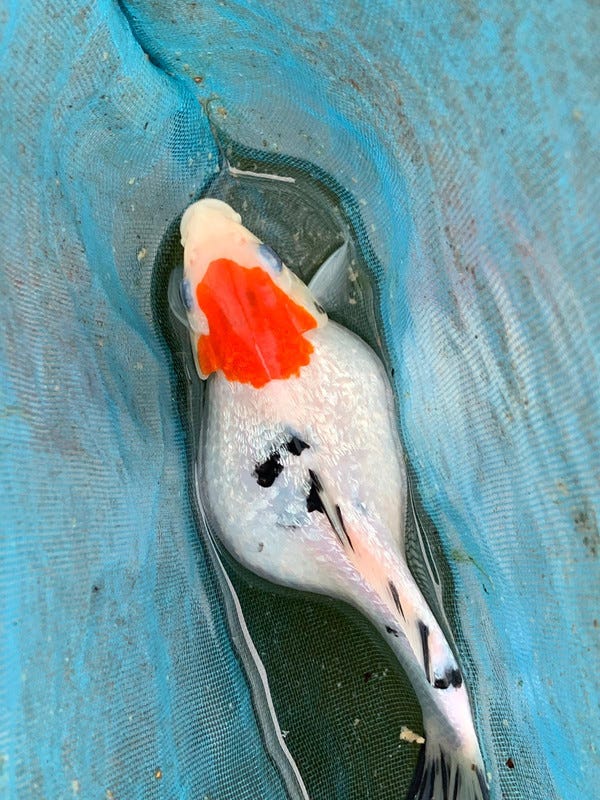 Pregnant looking Koi - Koi and Carp Forum - Pond Life