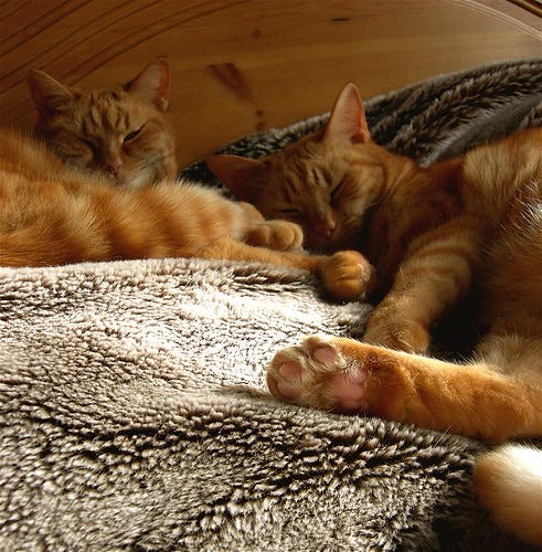Sunshine snuggles Sunshine snuggles