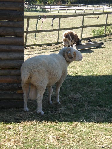 Male Sheep Male Sheep