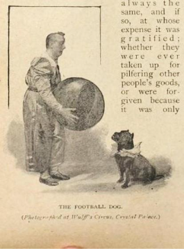 Football dog