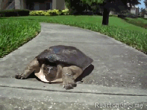 turtle absolutely booking it back to its pond