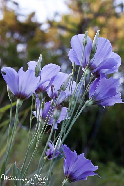 bluebell2