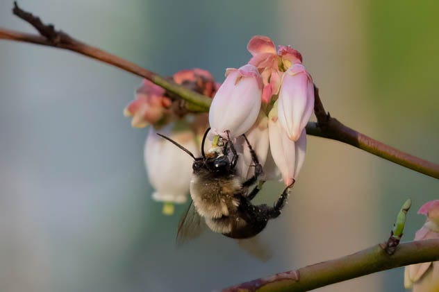 Close-up of a black and fuzzy yellow bee with huge round dark eyes, visiting pale pink bell-shaped flowers
