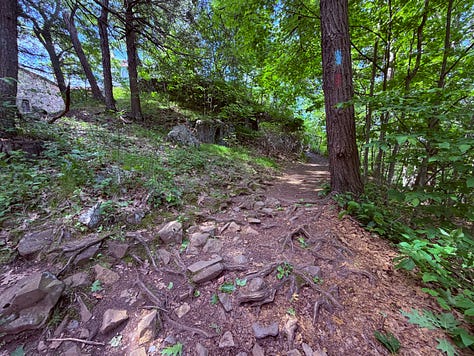 trees, trail, sky