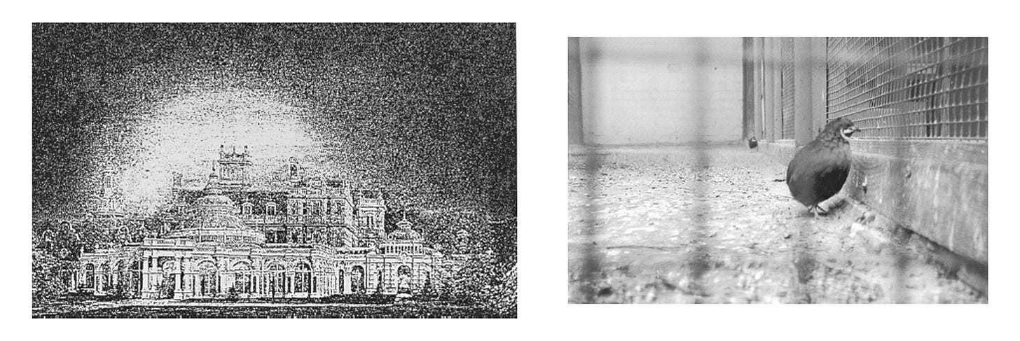 Somerleyton of the 19c depicted in a contemporary journal with the glass dome intact, and (right) the quail in the aviary - both photos from The Rings