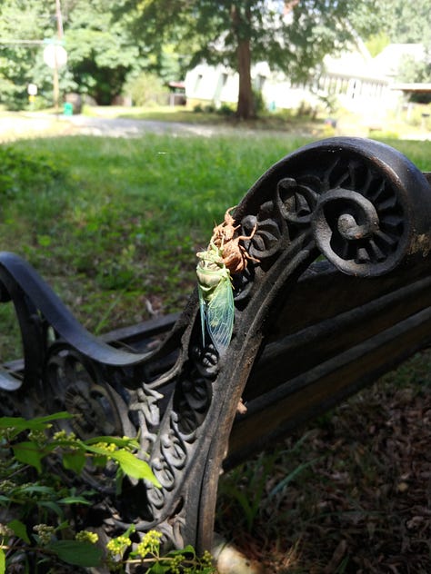 A series of photos of a cicada, newly molted, clinging to a bench, as described in the text