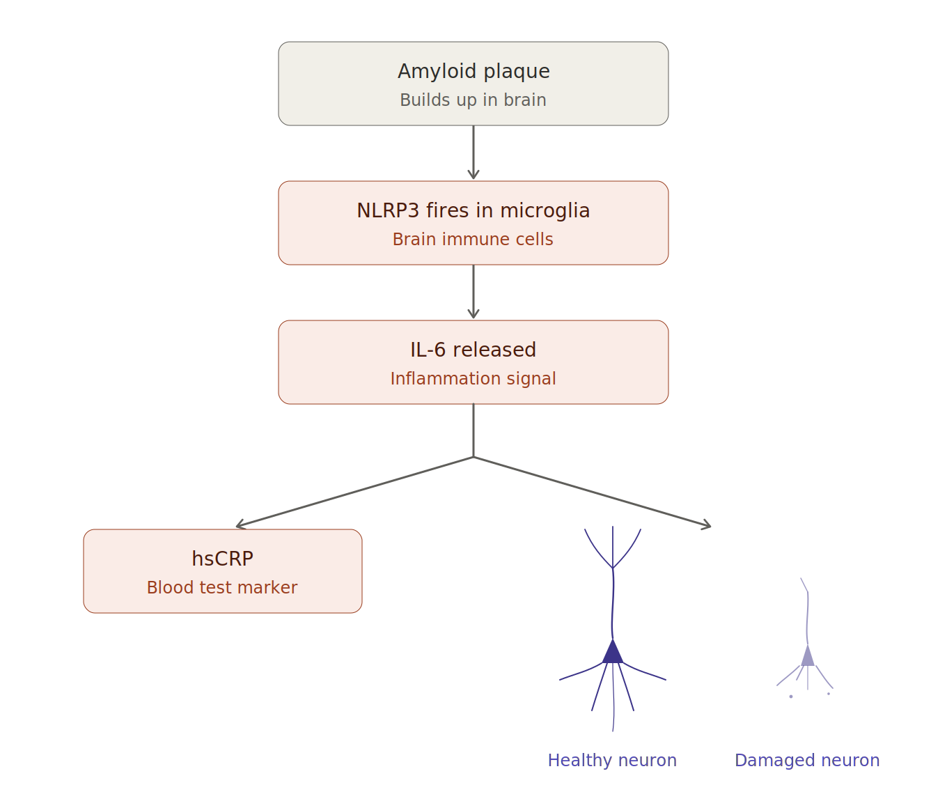Illustration from BioAge’s Longevity Drug Cleared Phase 1 with an 86% Drop in Inflammation