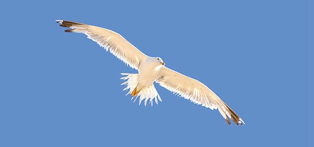 Think and Fly High: Inspiration from Jonathan Livingston Seagull