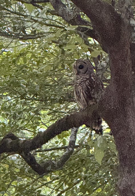 Around Sewanee. Corpse flower. Black light millipede (?). Barred owl. Deer.