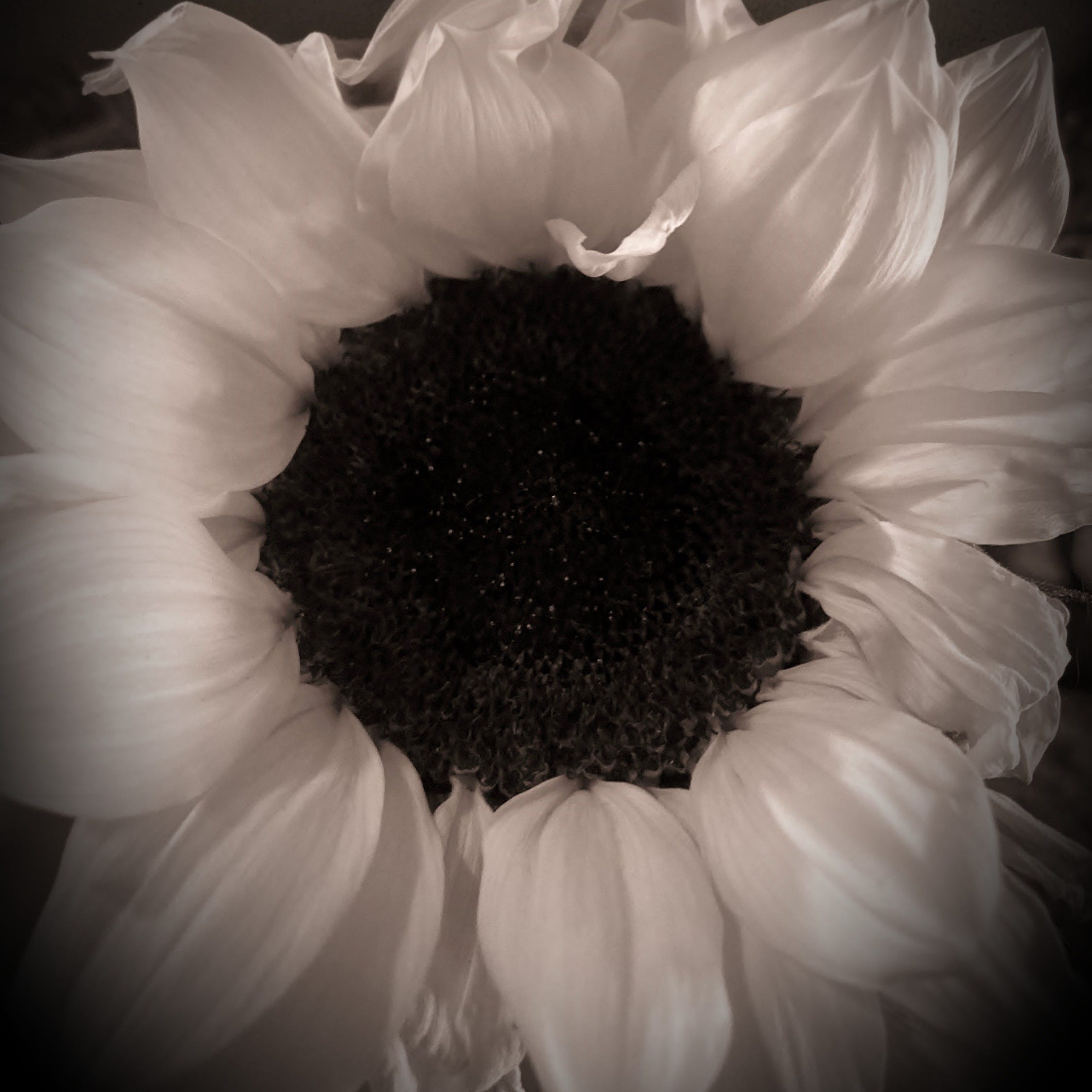 Get To Know SunnyFlower