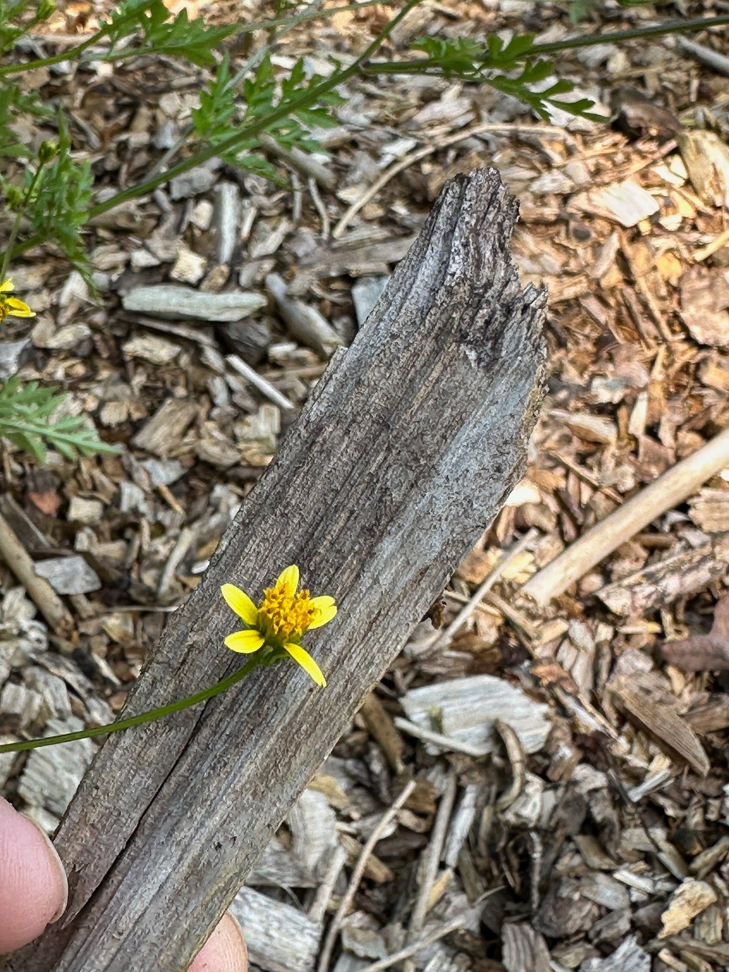edible bloom of Bidens bipinnata 