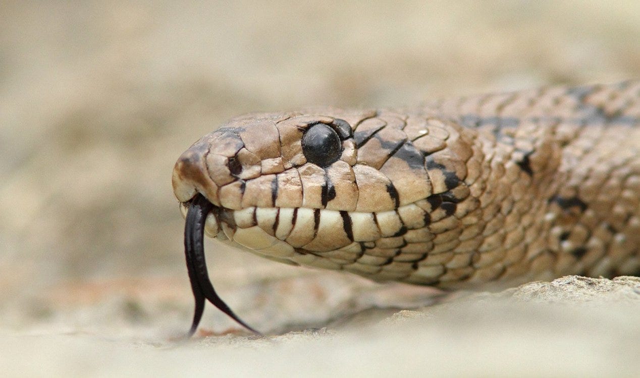 Homem encontra cobra viva em saco de brócolis de supermercado. Homem encontra cobra viva em saco de brócolis de supermercado.