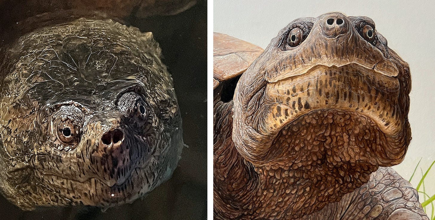 A close up of a turtle

Description automatically generated