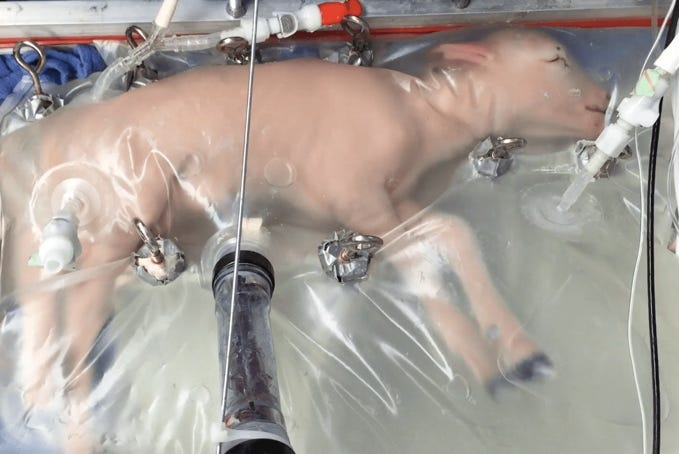 A pig in a plastic bag
AI-generated content may be incorrect. A pig in a plastic bag
AI-generated content may be incorrect.