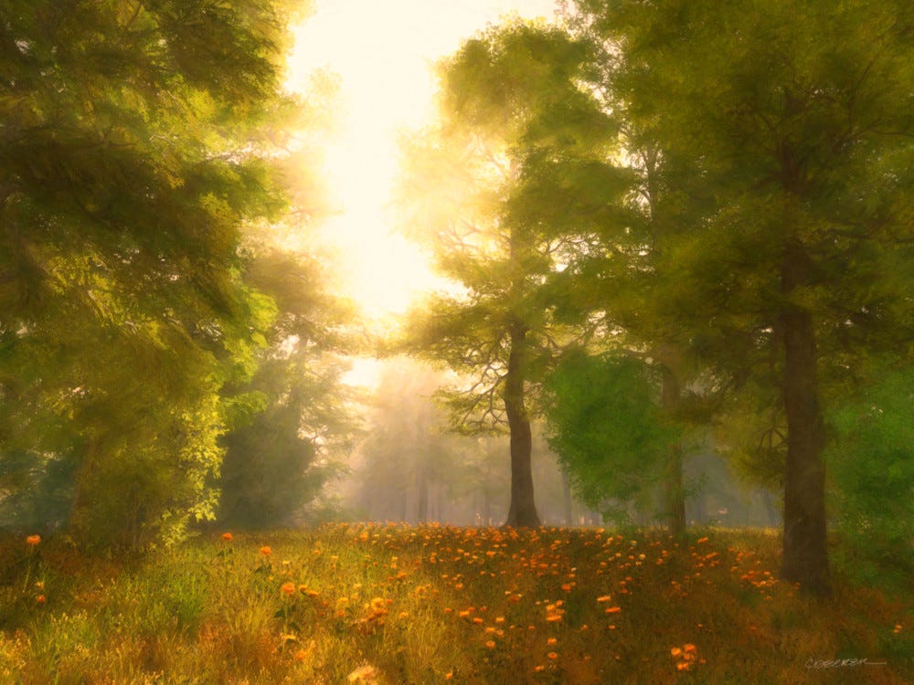 Sunlit Meadow | Cynthia Decker