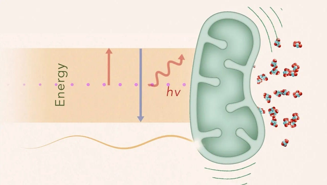 Graphic showing the flow of energy through a mitochondrion. Graphic showing the flow of energy through a mitochondrion.