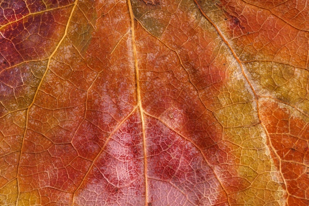 Premium Photo | Brown leaf close up. background for design