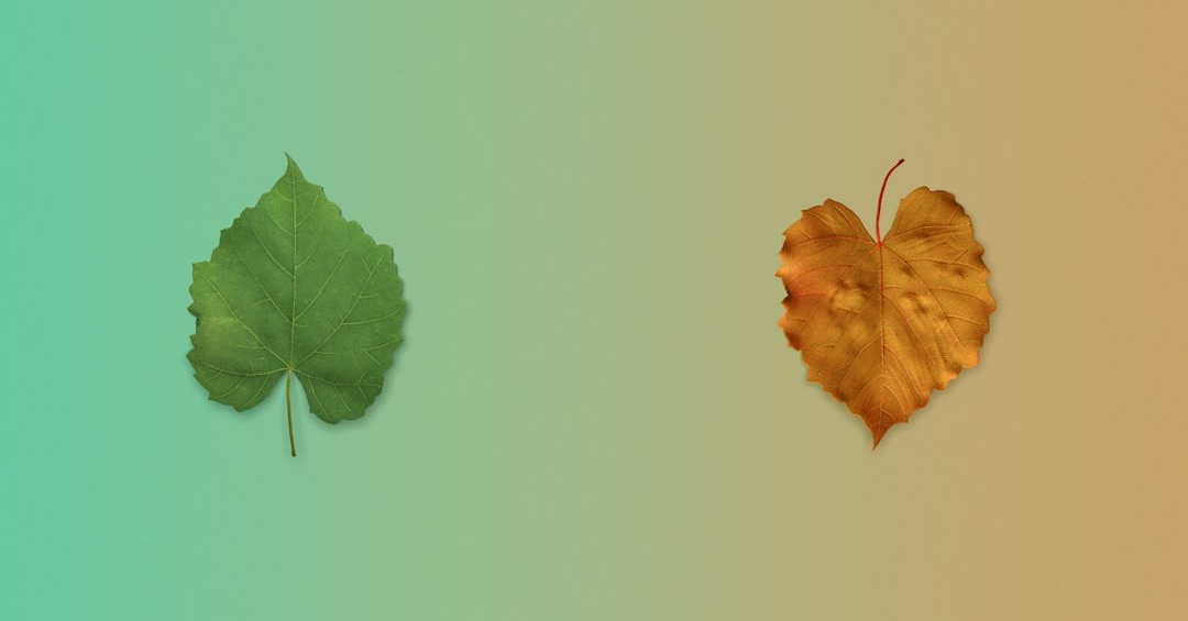 a couple of leaves sitting next to each other