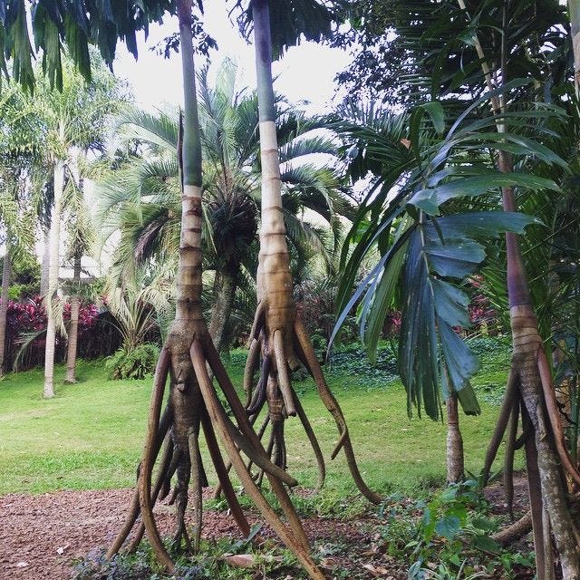 A natureza surpreende em cada cantinho de Inhotim. Esta palmeira chama-se  Paxiúba e está sustentada por raízes suspensas. #InstitutoInhotim #Natureza  #MinasGerais