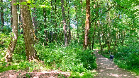 Three pictures of tall, shady trees in the forest with a man wearing sun glasses and shade hat