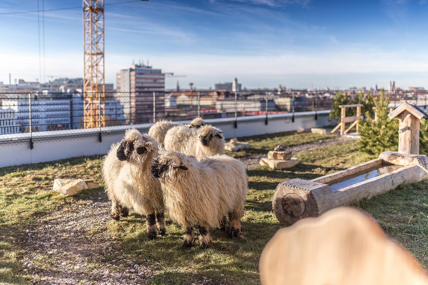 Rooftop Sheep