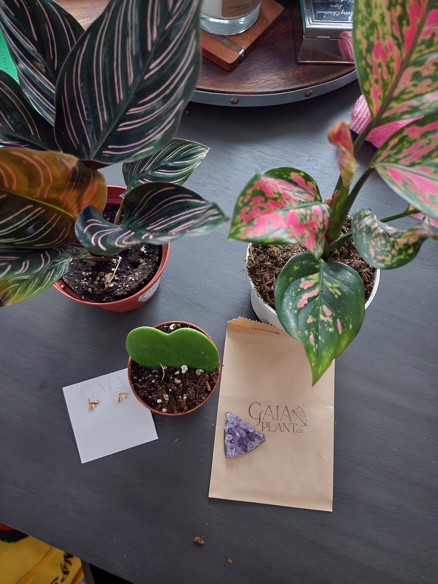 my calathea, Valentine plant, and hoya kerii. my calathea, Valentine plant, and hoya kerii.