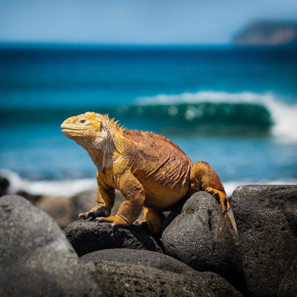 Iguane des Galapagos