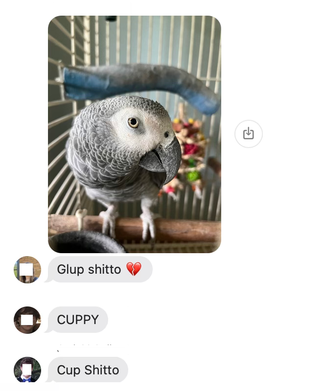 A screenshot from a group text showing an African grey parrot on a perch in a cage giving a sweet expression to the viewer with comments below it reading: Glup Shitto, CUPPY! and Cup Shitto