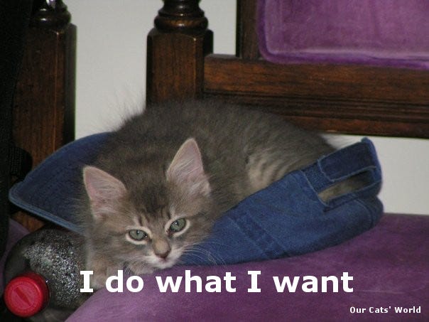 Kali_Hat_Bed_Cats_Train_Us Kali_Hat_Bed_Cats_Train_Us