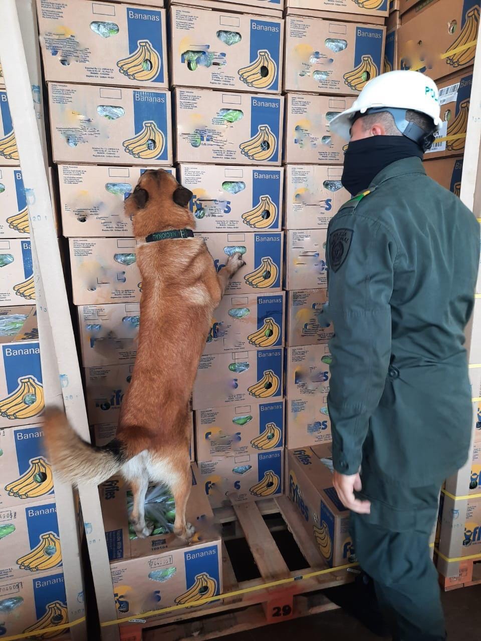 De acuerdo con las investigaciones preliminares, esta droga iba a ser enviada hacia Centroamérica y Europa.