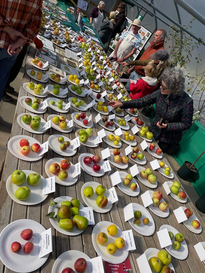 a hundred apple varieties laid out on a table