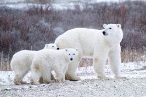 A mother polar bear and her cubs.