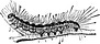 The Webworm
