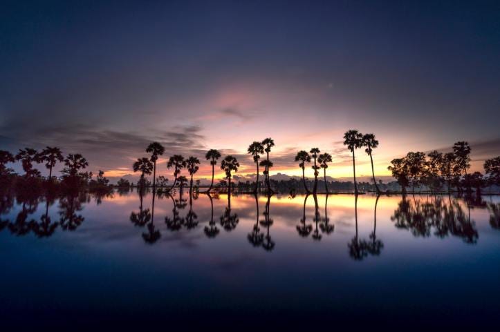 Trees and their shades on water