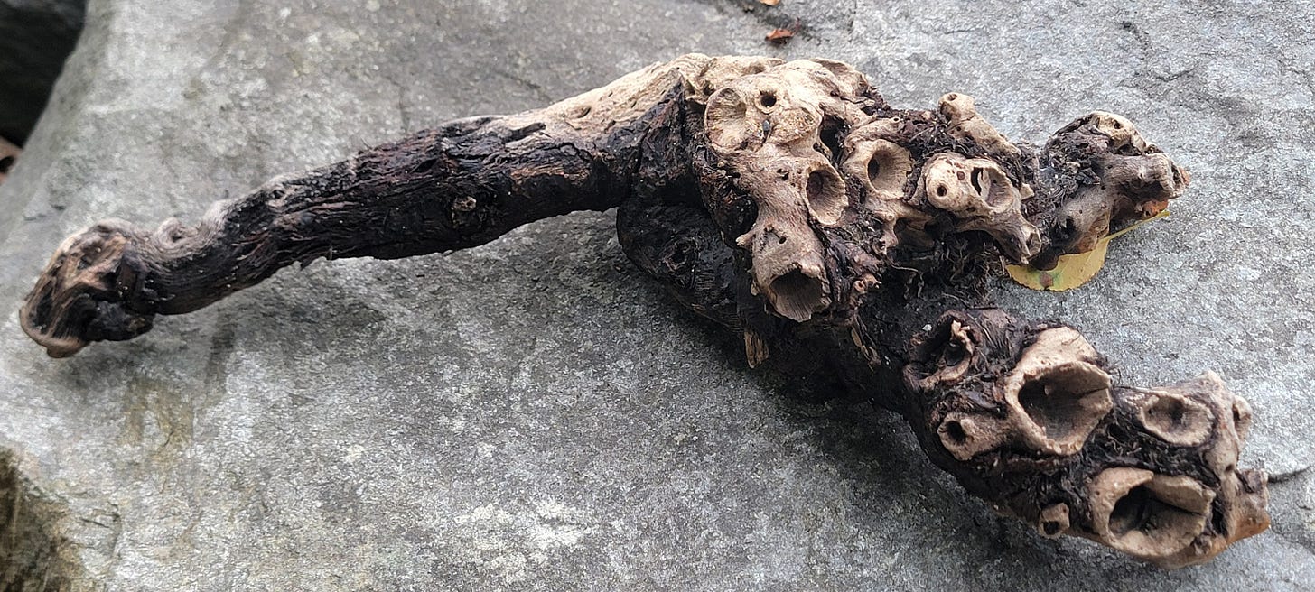 An unusual piece of driftwood with multiple openings which look the the openings for a musical instrument.