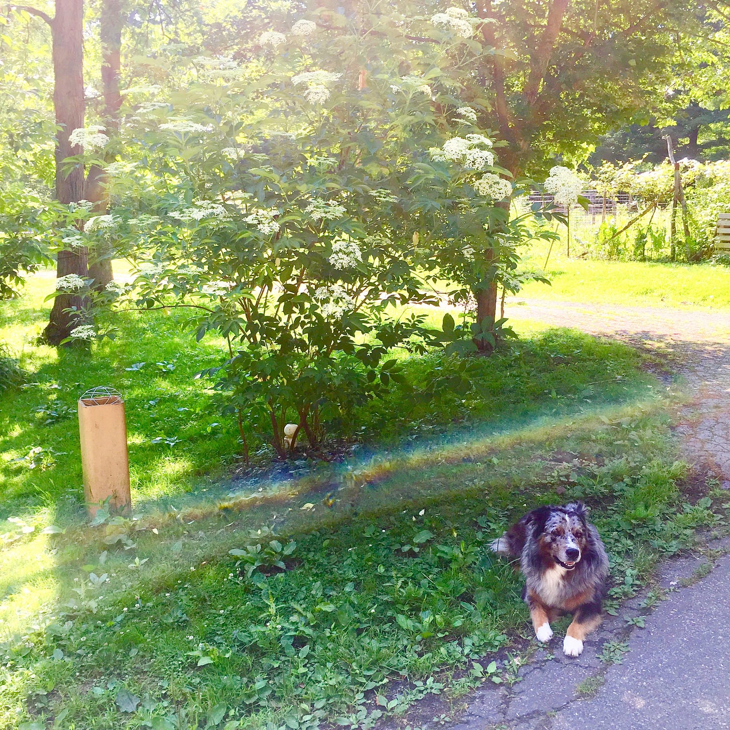 An Australian shepherd dog sits under a blooming elder tree with a rainbow crossing the photo.