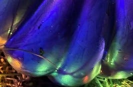 Look what's coming. - A close up picture of something dark lit by green lights. Look what's coming. - A close up picture of something dark lit by green lights.