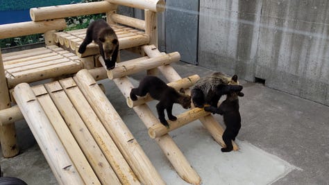 Shōwa-shinzan Bear Ranch 昭和新山熊牧場