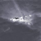 Daring to Fly Toward the Sun