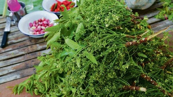 In Rajasthan and Gujarat, âneemâ leaves are added to curries. In Rajasthan and Gujarat, âneemâ leaves are added to curries.