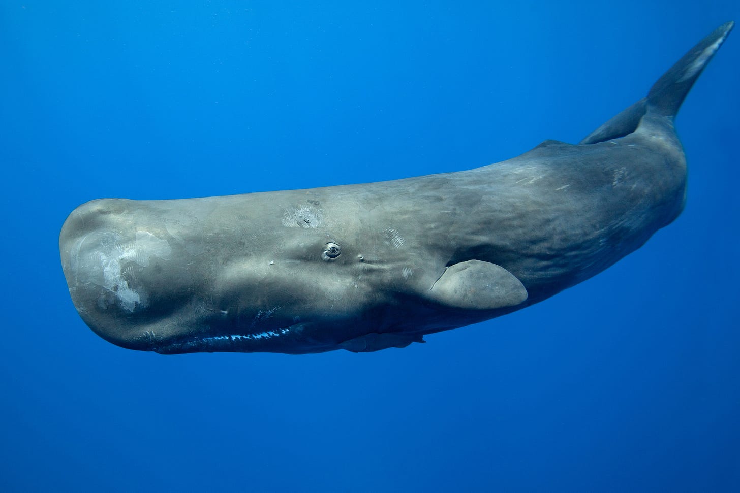 Sperm whale guide: where they live, what they eat and why they are called sperm  whales - Discover Wildlife