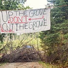 BREAKING: Tree Sit Launched as Forest Defenders Seek to Halt Logging Near Seattle