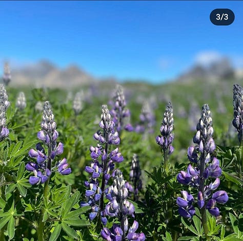 Iceland view of mountains and flowers